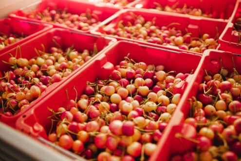 Skylar Rae cherries from CMI Orchards. Photo courtesy of CMI Orchards.