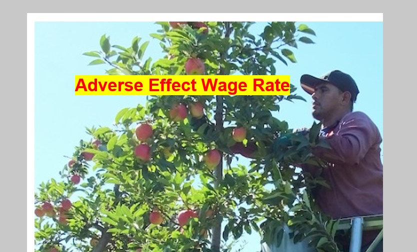 AEWR Adverse Effect Wage Rate H-2a H2A farm labor workers harvesting H-2A H2A feature