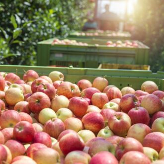 apples Michigan bins