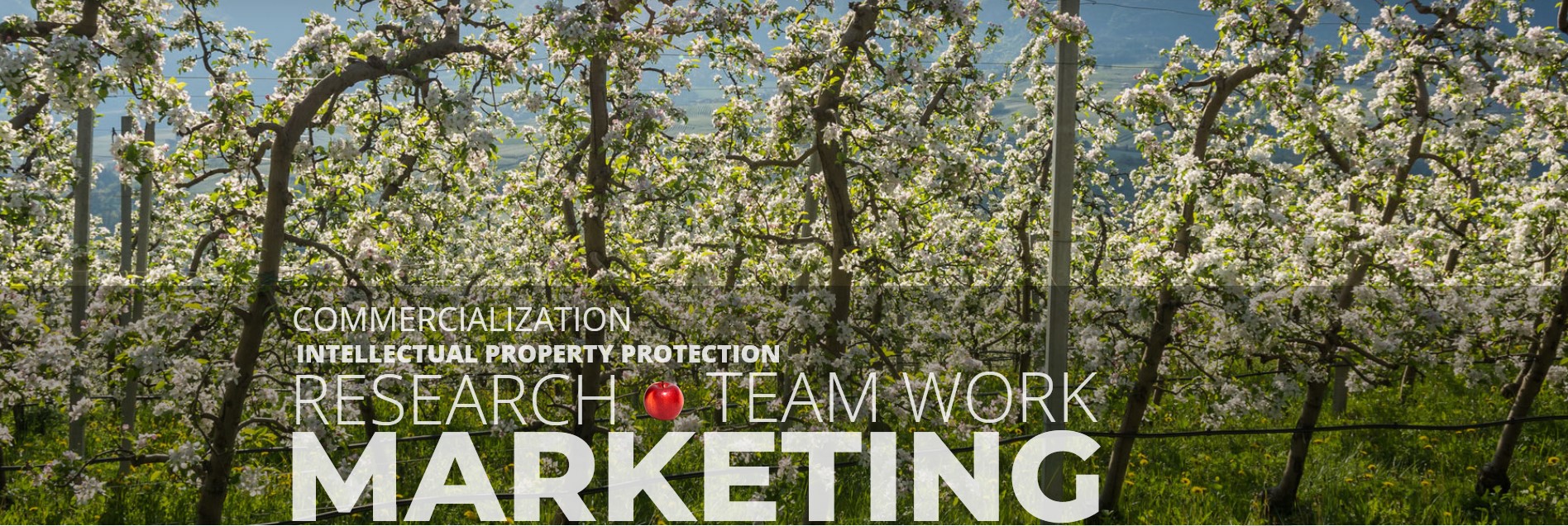 Associated International Group of Nurseries AIGN