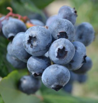 Blueberries on the bush in the fields. Photo courtesy of NJDA.
