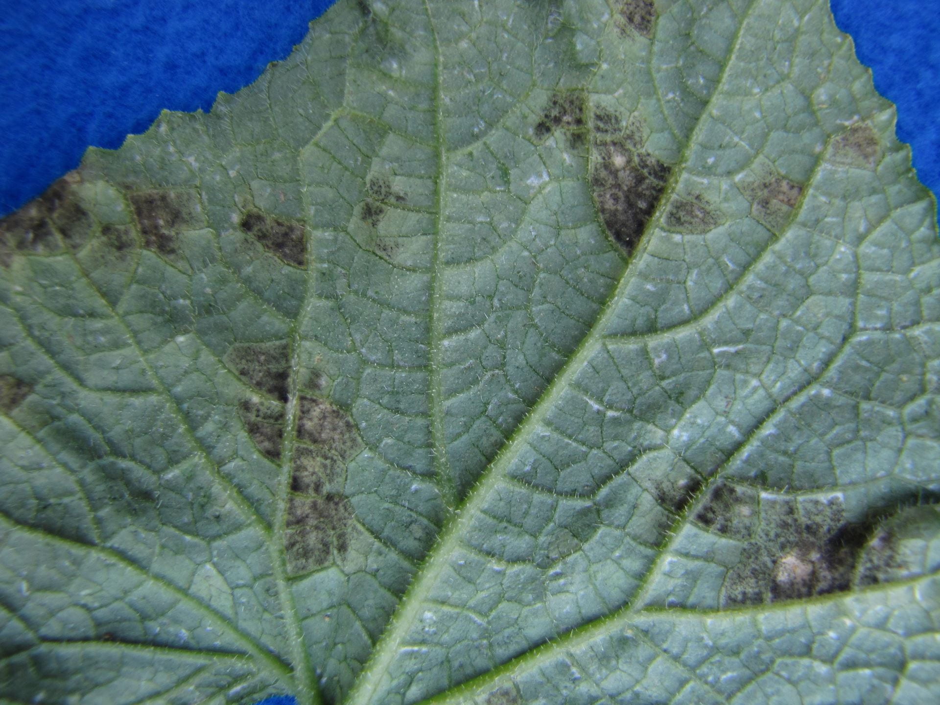 Cucurbit downy mildew