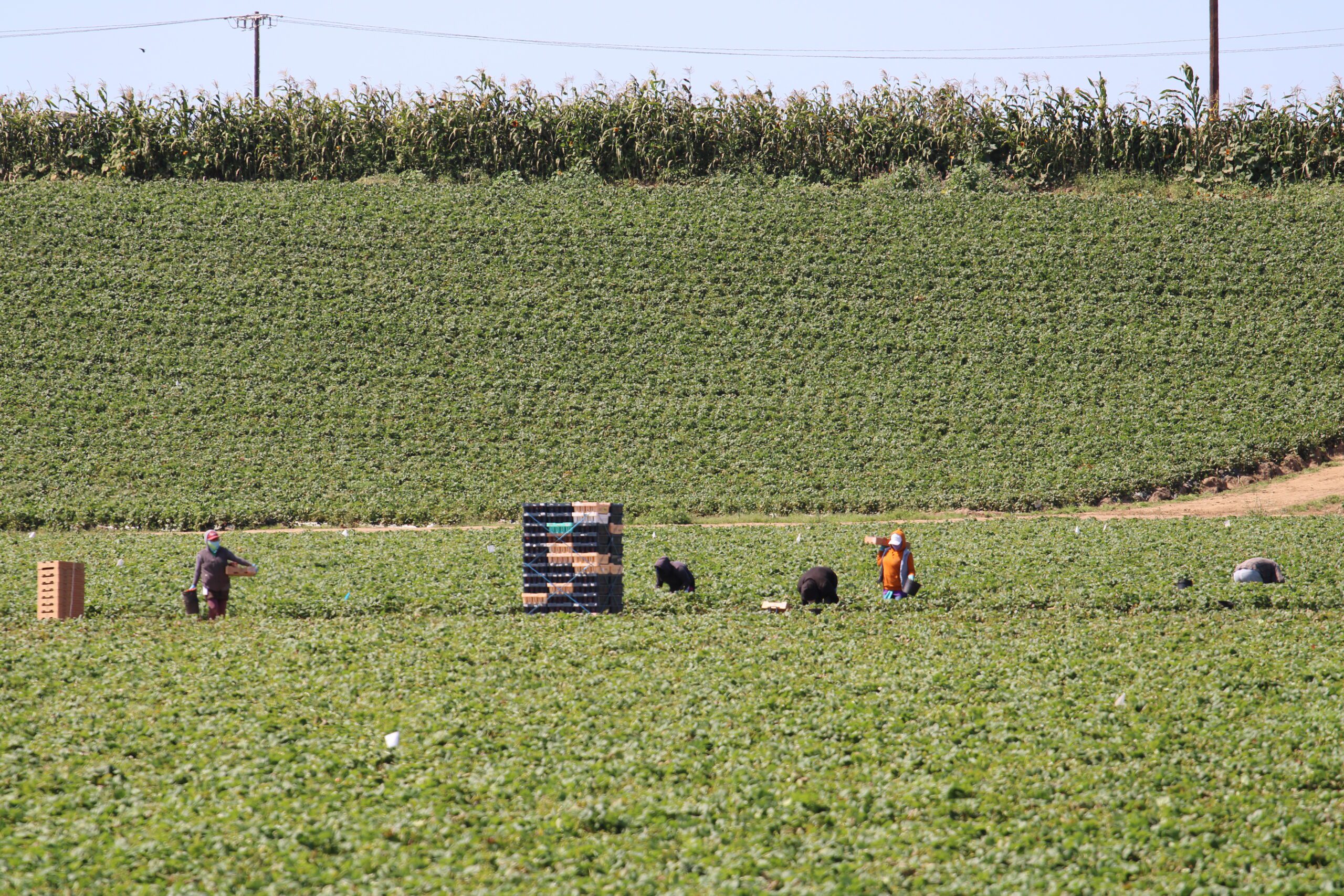 farm labor workers harvesting H-2A H2A AEWR farmworker