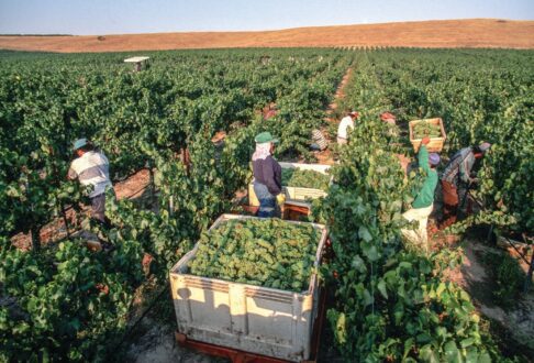 farm labor workers harvesting H-2A H2A AEWR farmworker