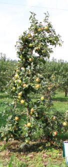 The new rootstocks released by Cornell’s Geneva rootstocks program provides additional tools for the apple industry.