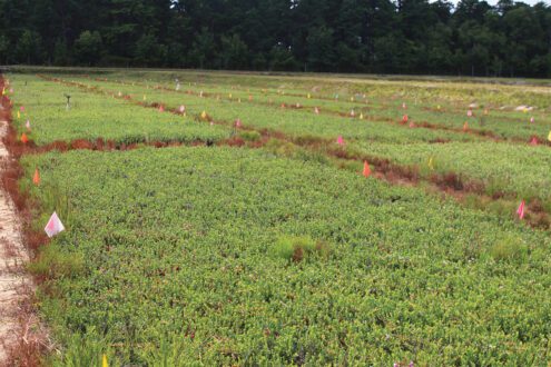 NASGA-Tour-2023-Marucci center-cranberry-bog