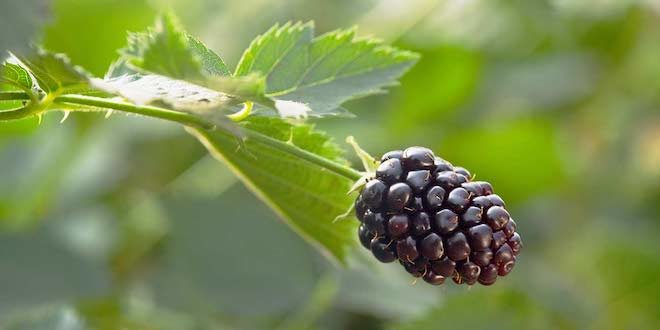 Naturipe-blackberry-poster