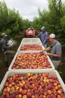 Because peaches are difficult to mechanize, Lawton Pearson believes peaches will be one of the last fruits to be harvested by machine.