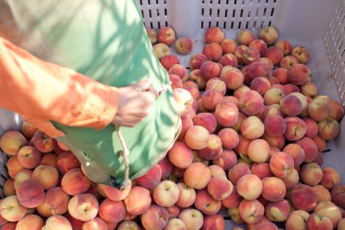 While technology has changed in the packinghouse, thinning, pruning and picking hasn’t changed much since the 1800s when Pearson Farm’s peaches were first planted.