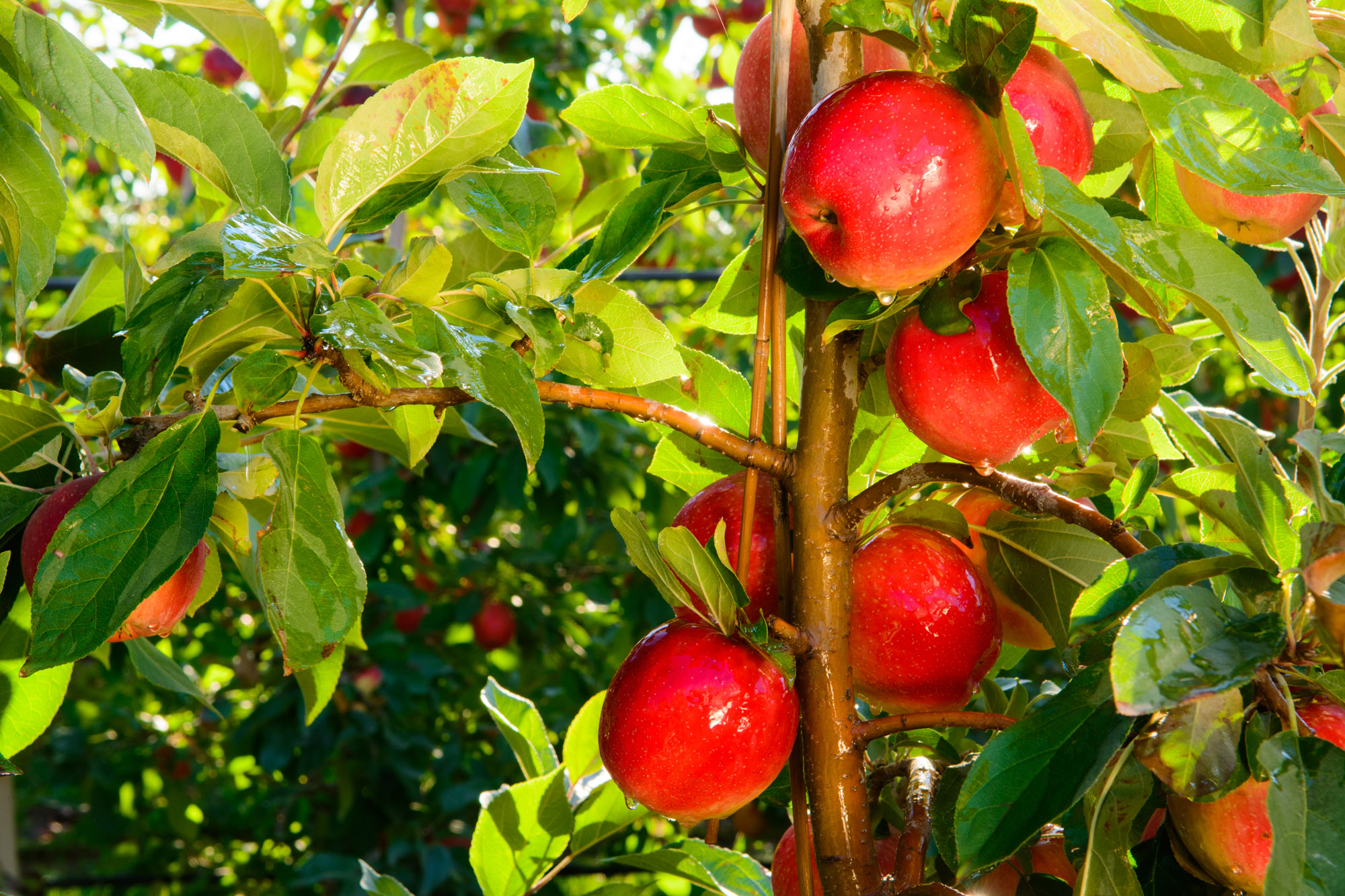 SweeTango apples