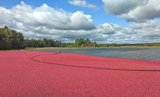 A wet cranberry harvest in progress in Massachusetts. Photo courtesy of Massachusetts Cranberries.