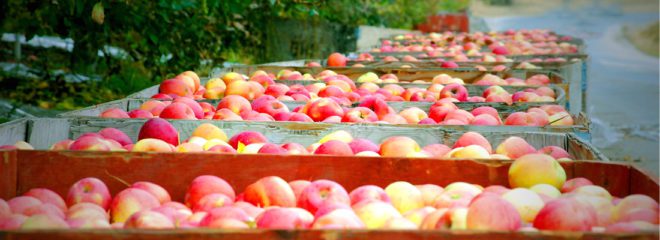 Washington-apples-bins