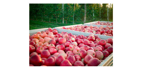 apples in bins SweeTango