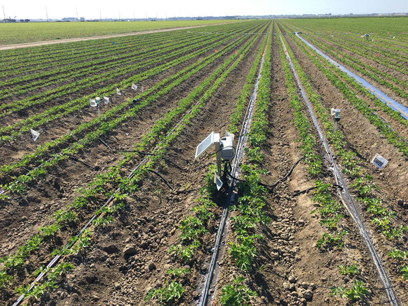 Soil-moisture sensors are deployed in a Ventura County vegetable field. Researchers and farmers say the technology can help prevent overwatering and inform growers when roots are drying up, delivering savings on water use and cost. Photo by University of California Cooperative Extension.