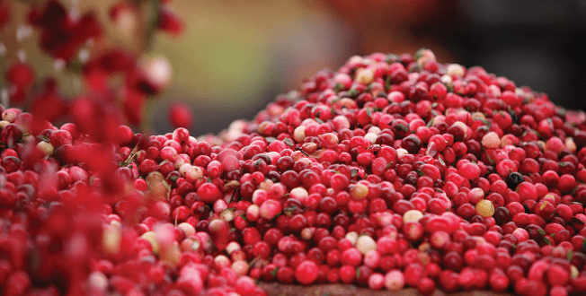 fresh cranberries