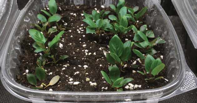 Geneva Rootstock