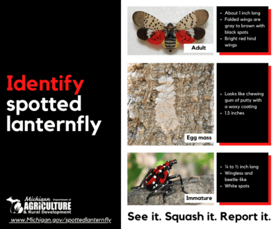 Spotted lanternfly photo courtesy of MDAR