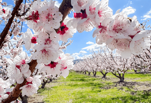 Tenerelli Orchards, peach tree in bloom. Photo courtesy of Tenerelli Orchards.