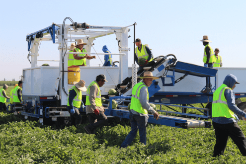 A crew in San Joaquin County harvests the region’s first melons of the season to meet retail demand for the Fourth of July holiday. Manteca-based Van Groningen and Sons, a grower, packer and shipper of seeded, seedless and miniature watermelons, expects harvest to continue through October. Photo by Christine Souz.